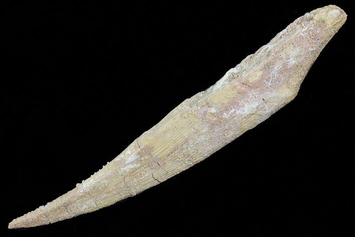 Hybodus Shark Dorsal Spine - Cretaceous #73119